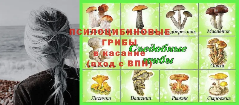 купить наркоту  Нальчик  Галлюциногенные грибы Magic Shrooms 